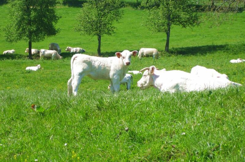 Gründung - weisse Charolais Rinder auf einer Wiese in Burgund.