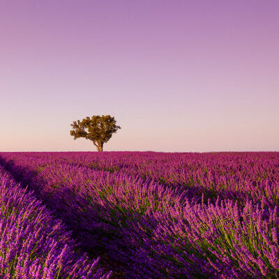 frankreich provence - blühende Lavendelfelder in der Provence