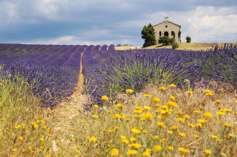 Provence feeling - Lavendelfeld mit Steinhaus und blühendem Raps.