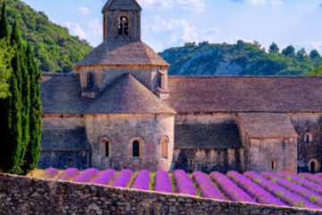Provence feeling - Lavendelblüte vor dem Kloster Sénanque in der Provence.